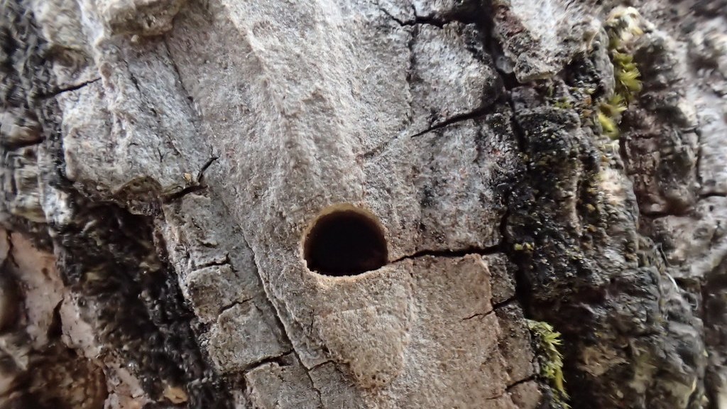 Trou de sortie en forme de D laissé par l'agrile du frêne dans l'écorce d'un frêne